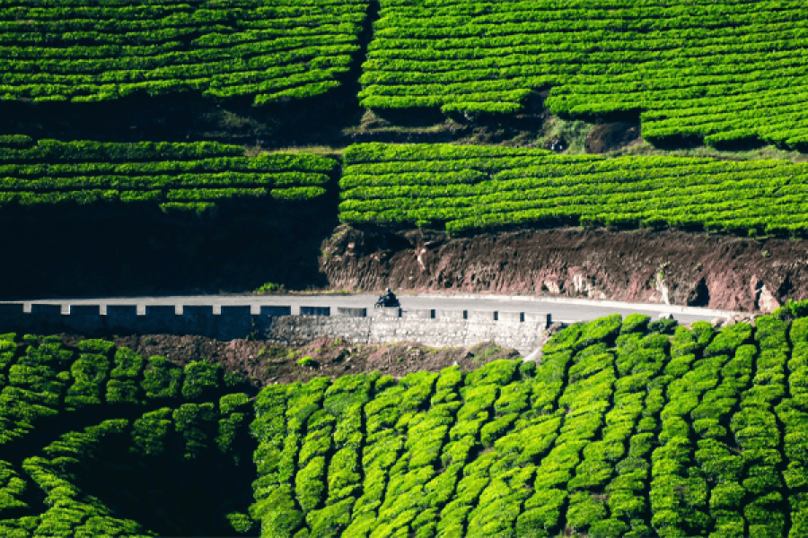 Escape to Kerala: 4 Days of Waterfalls, Tea Plantations, and Wildlife